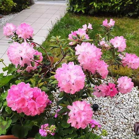 A Due Passi Dal Mare Bed & Breakfast Numana